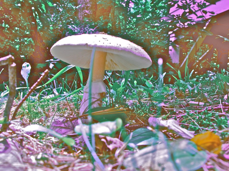 shroom